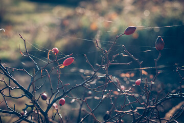 red briar and spiderweb in autumn time