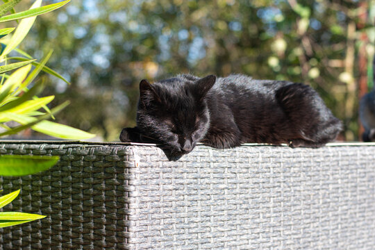 black cat sleeping on sun