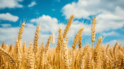 Fototapeta premium A golden wheat field under a blue sky with white clouds, creating an atmosphere of harvest and life.