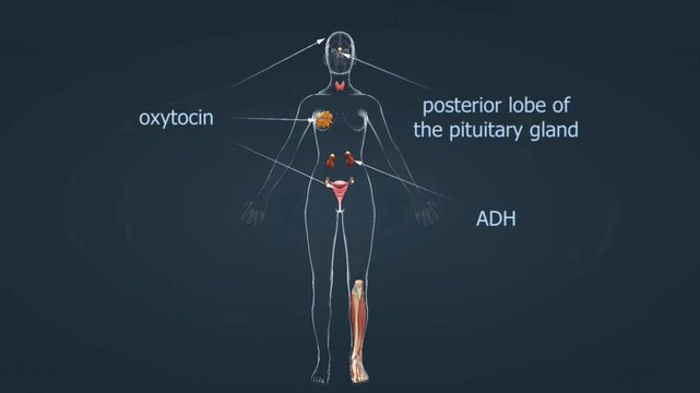 Hormones of the pituitary gland