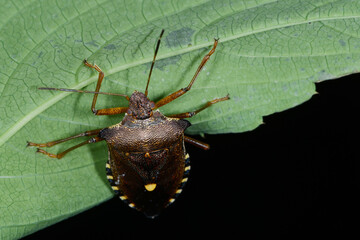 Rotbeinige Baumwanze,  Pentatoma rufipes