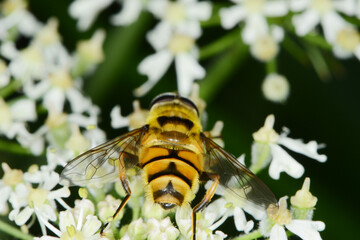 Schwebfliegen, Totenkopfschwebfliege,  Myathropa florea