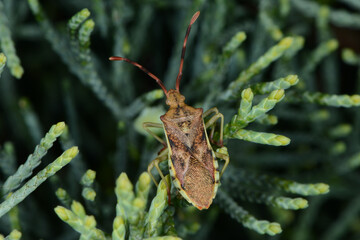 Wacholder-Randwanze,  Gonocerus juniperi