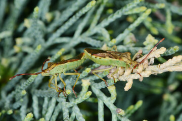 Wacholder-Randwanze,  Gonocerus juniperi