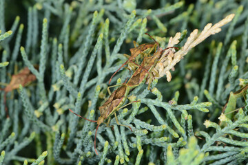 Wacholder-Randwanze,  Gonocerus juniperi