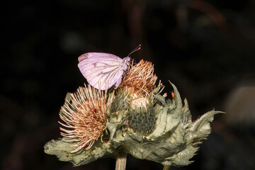 White moth on a red flower, macro photo.