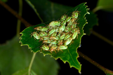 Stachelwanze,  Fleckige  Brutwanze,  Elasmucha grisea