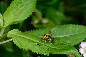 Schwebfliegen, Totenkopfschwebfliege,  Myathropa florea