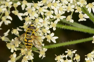 Schwebfliegen, Totenkopfschwebfliege,  Myathropa florea