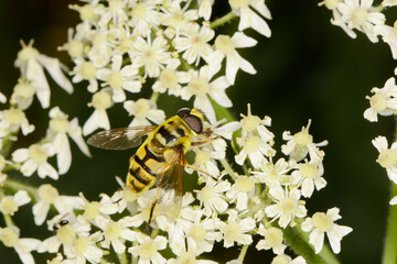 Schwebfliegen, Totenkopfschwebfliege,  Myathropa florea