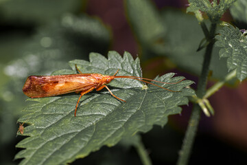 A small flying brown beetle on a green leaf.