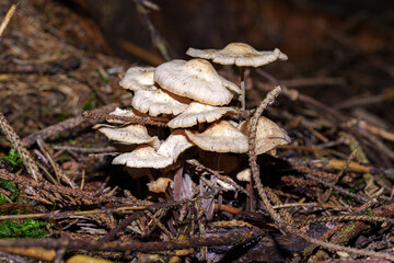 A small white mushroom in the forest among the leaves.