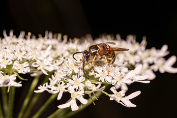 A wasp collects nectar from white flowers.