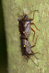 Rotbeinige Baumwanze,  Pentatoma rufipes