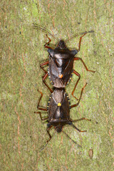 Baumwanze,  Rotbeinige Baumwanze,  Pentatoma rufipes
