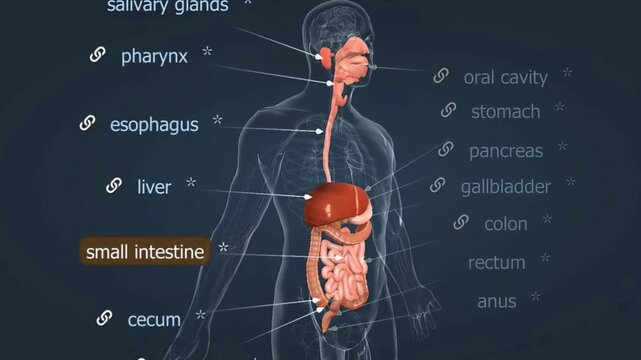  Human digestive system anatomy