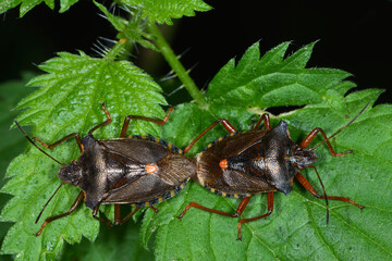 Rotbeinige Baumwanze,  Pentatoma rufipes