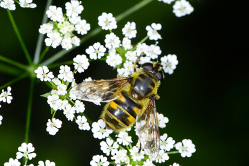 Schwebfliegen, Totenkopfschwebfliege,  Myathropa florea