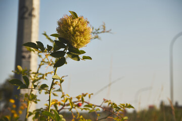  Róża dzika, Rosa canina L.