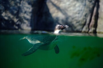 Pinguin im Wasser schwimmend 