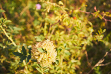  Róża dzika, Rosa canina L. © Marcin Łazarczyk