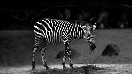 Zoo Tiere