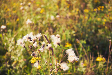 chaber driakiewnik, centaurea scabiosa l. © Marcin Łazarczyk
