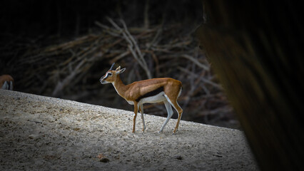 Zoo Tiere