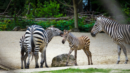 Zoo Tiere