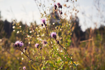 chaber driakiewnik, centaurea scabiosa l. © Marcin Łazarczyk