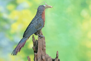 A young chestnut-breasted malkoha is preying on a grasshopper. This beautifully colored bird has the scientific name Phaenicophaeus curvirostris.