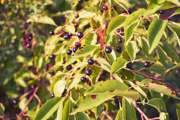 kruszyna, frangula alnus