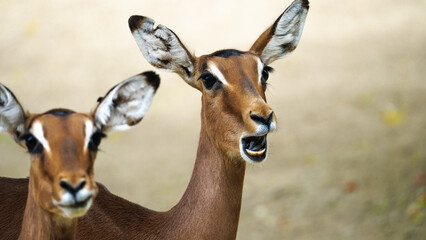 Zoo Tiere