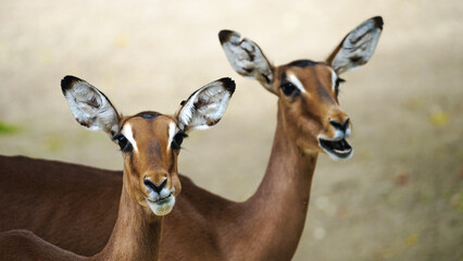 Zoo Tiere