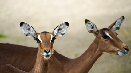 Zoo Tiere