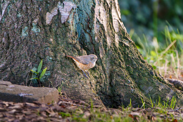 Ein Hausrotschwanz sitzend auf einem Baum 