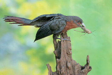 A young chestnut-breasted malkoha is preying on a grasshopper. This beautifully colored bird has the scientific name Phaenicophaeus curvirostris.
