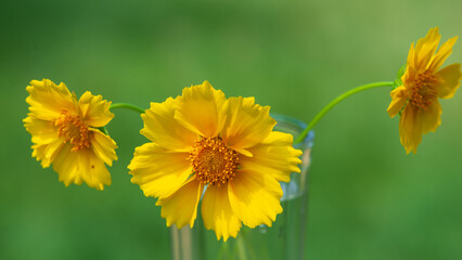 Bouquet of flowers of yellow chamomile on a green background in a glass of water.