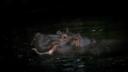 Fototapeta premium Zoo Tiere