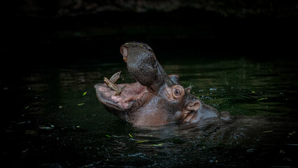 Zoo Tiere