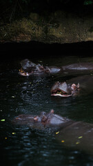 Zoo Tiere