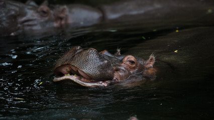 Zoo Tiere