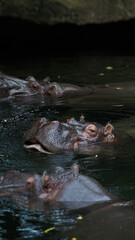 Zoo Tiere