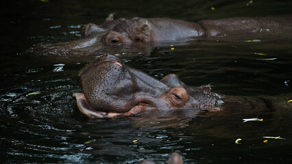 Fototapeta premium Zoo Tiere