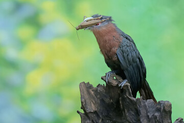 A young chestnut-breasted malkoha is preying on a grasshopper. This beautifully colored bird has the scientific name Phaenicophaeus curvirostris.