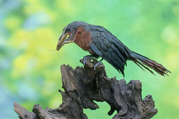 A young chestnut-breasted malkoha is preying on a grasshopper. This beautifully colored bird has the scientific name Phaenicophaeus curvirostris.