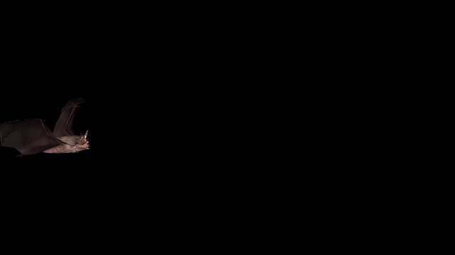 Hunting mechanism of Bats