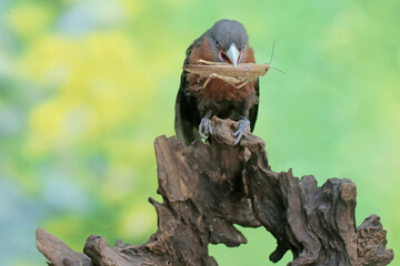 A young chestnut-breasted malkoha is preying on a grasshopper. This beautifully colored bird has the scientific name Phaenicophaeus curvirostris.