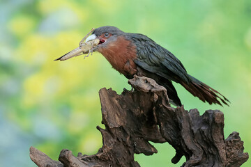 A young chestnut-breasted malkoha is preying on a grasshopper. This beautifully colored bird has the scientific name Phaenicophaeus curvirostris.
