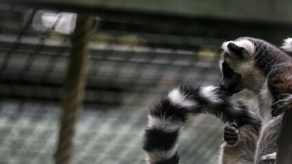 Zoo Tiere